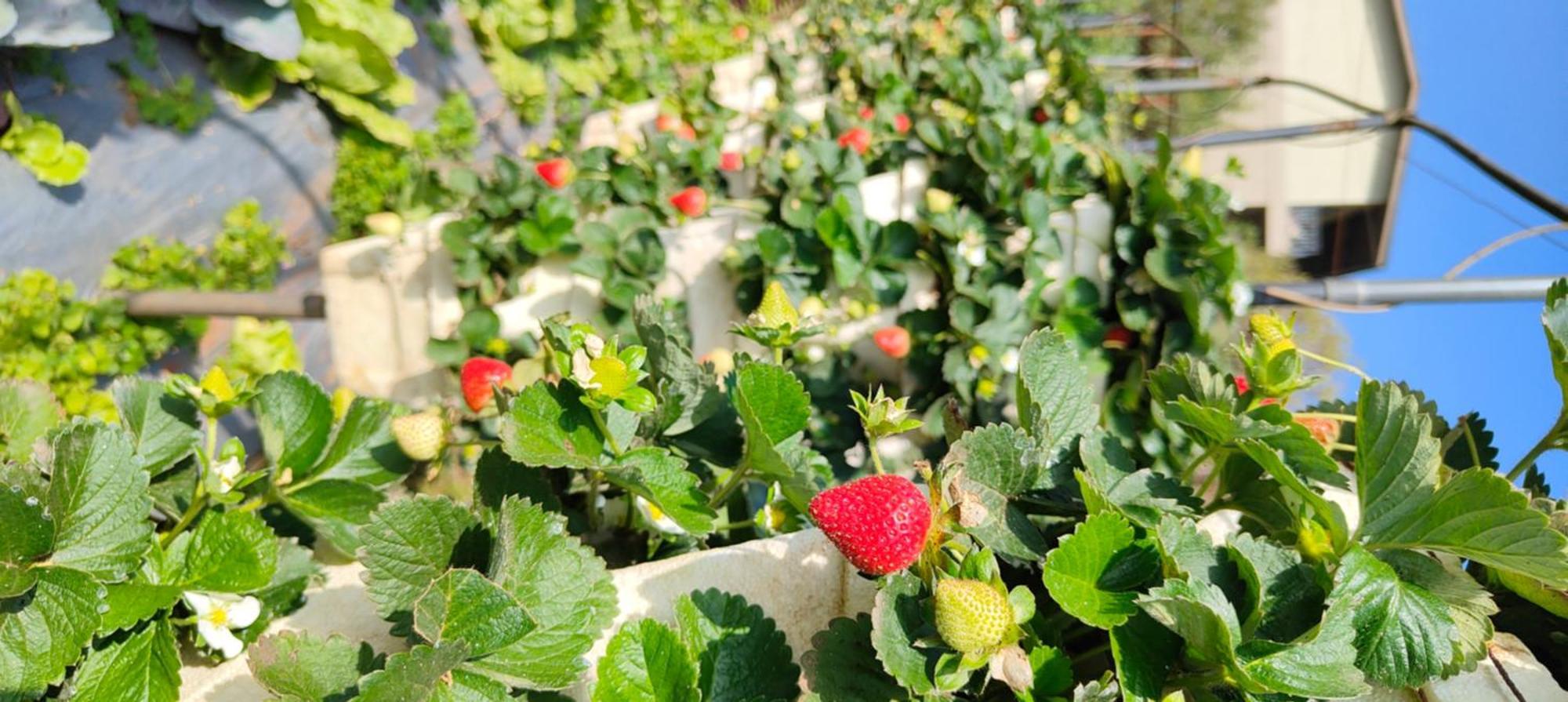 Woodland Farm Vila マハバレシュワール エクステリア 写真
